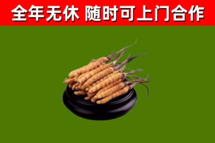 昌吉回收散虫草