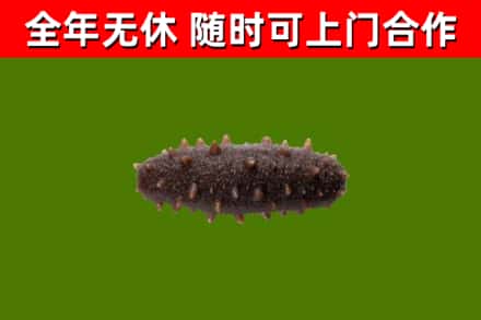 昌吉回收海参干